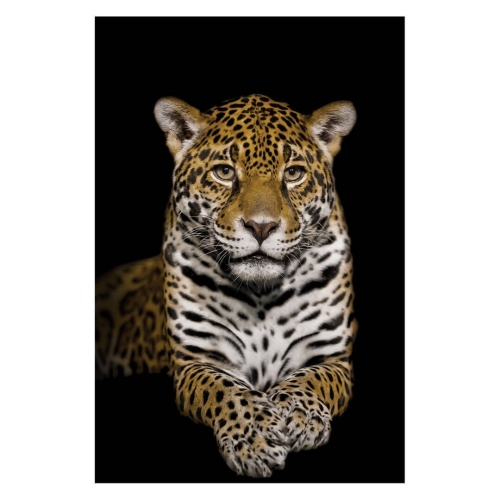 Cuadro de Cristal Impreso Leopardo en Negro 81-485